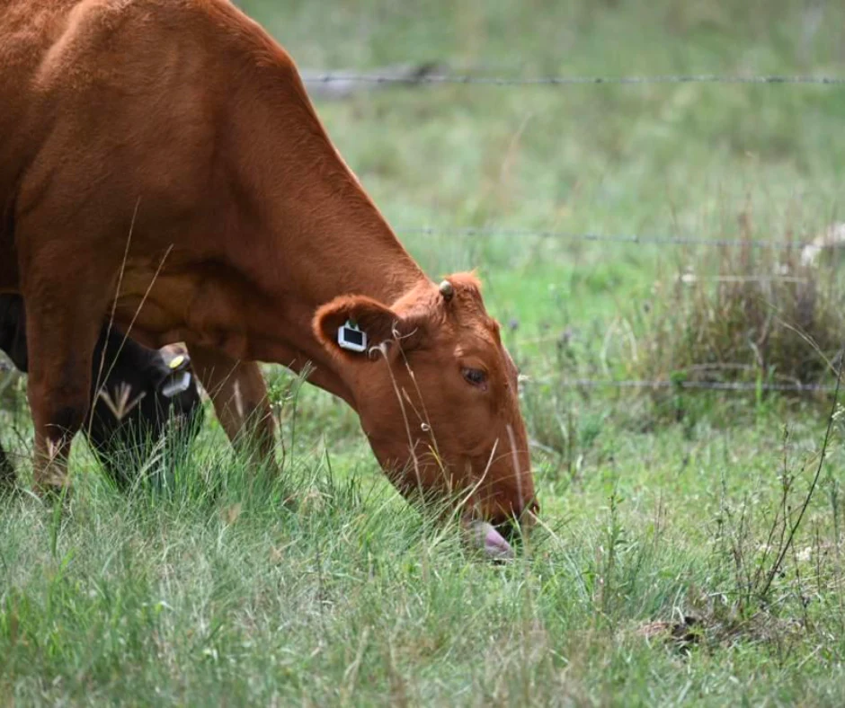A cow with a Ceres Tag on its ear.