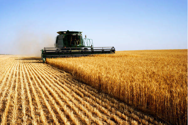 Image of combine harverster collecting wheat