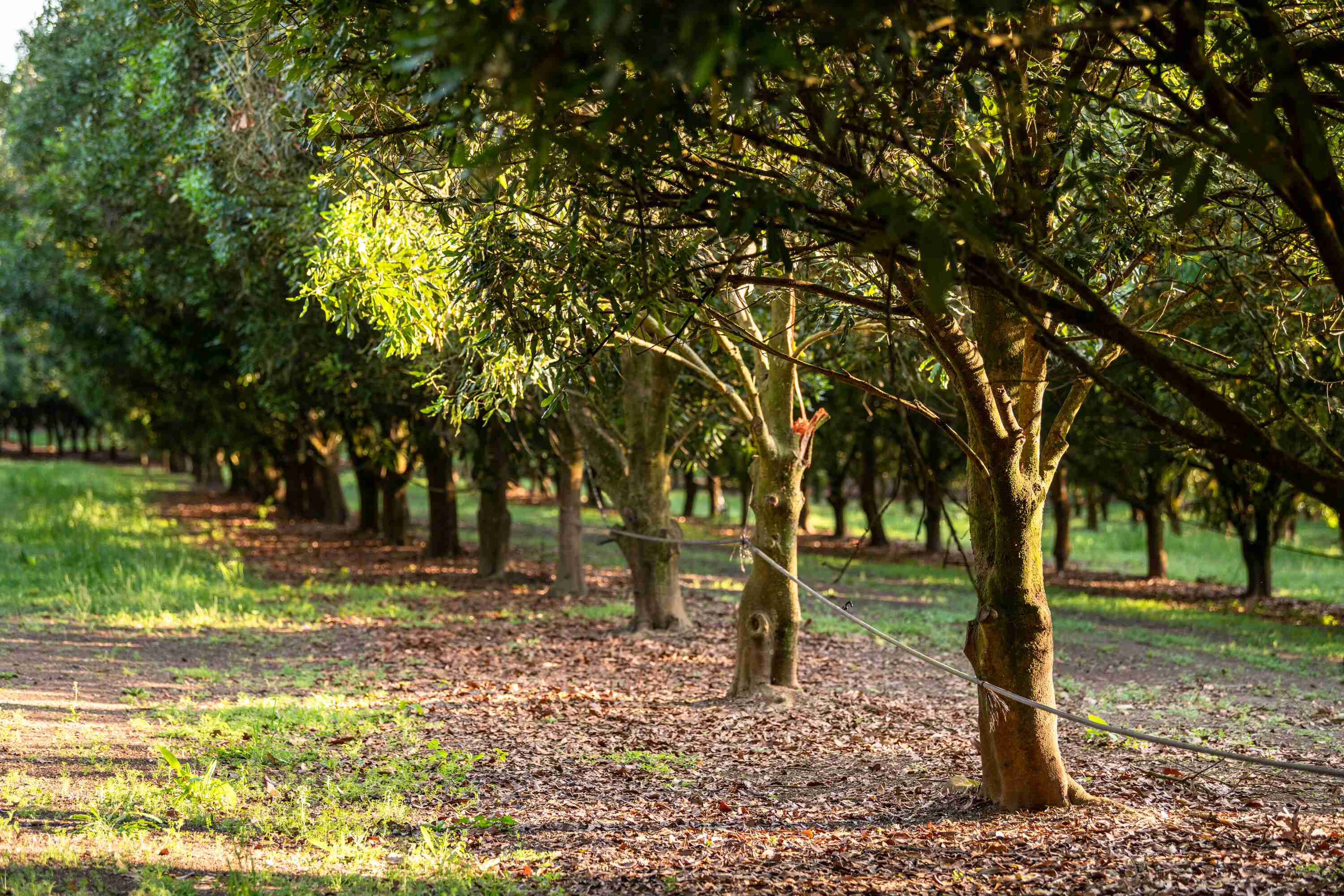 Macadamia trees growing nuts at an orchard in Gympie.