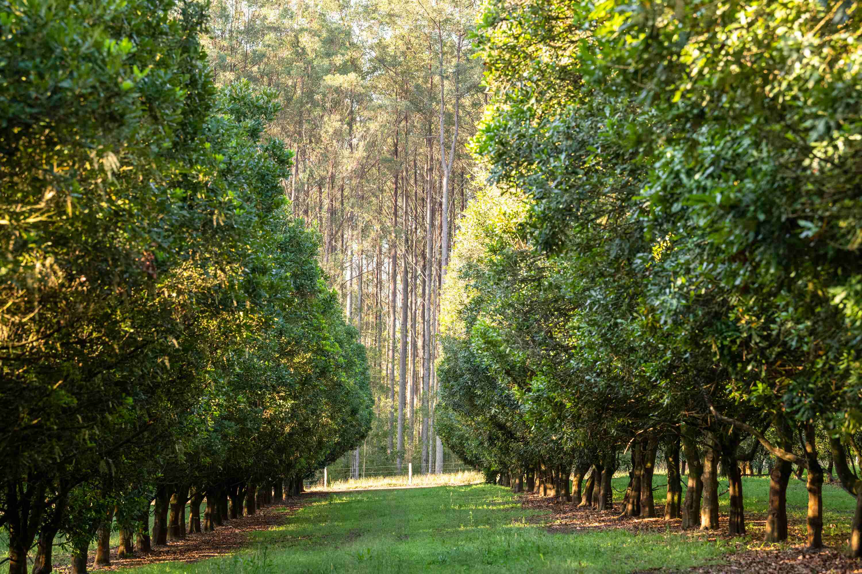 Macadamia nuts growing in an orchard in Gympie.