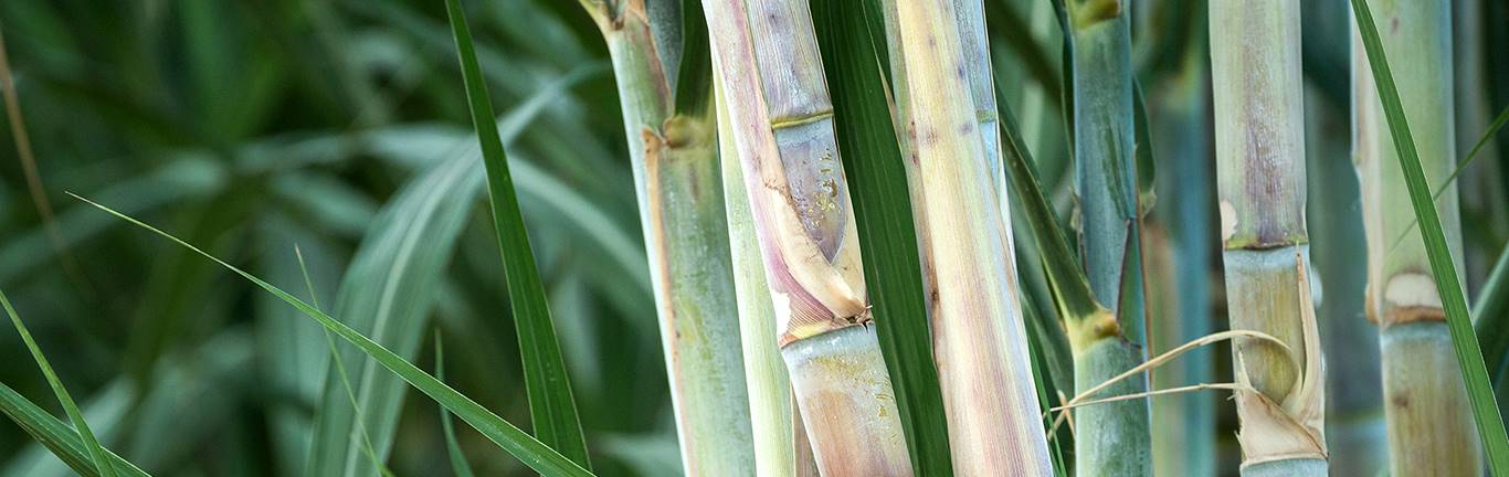 Queensland biofutures sector