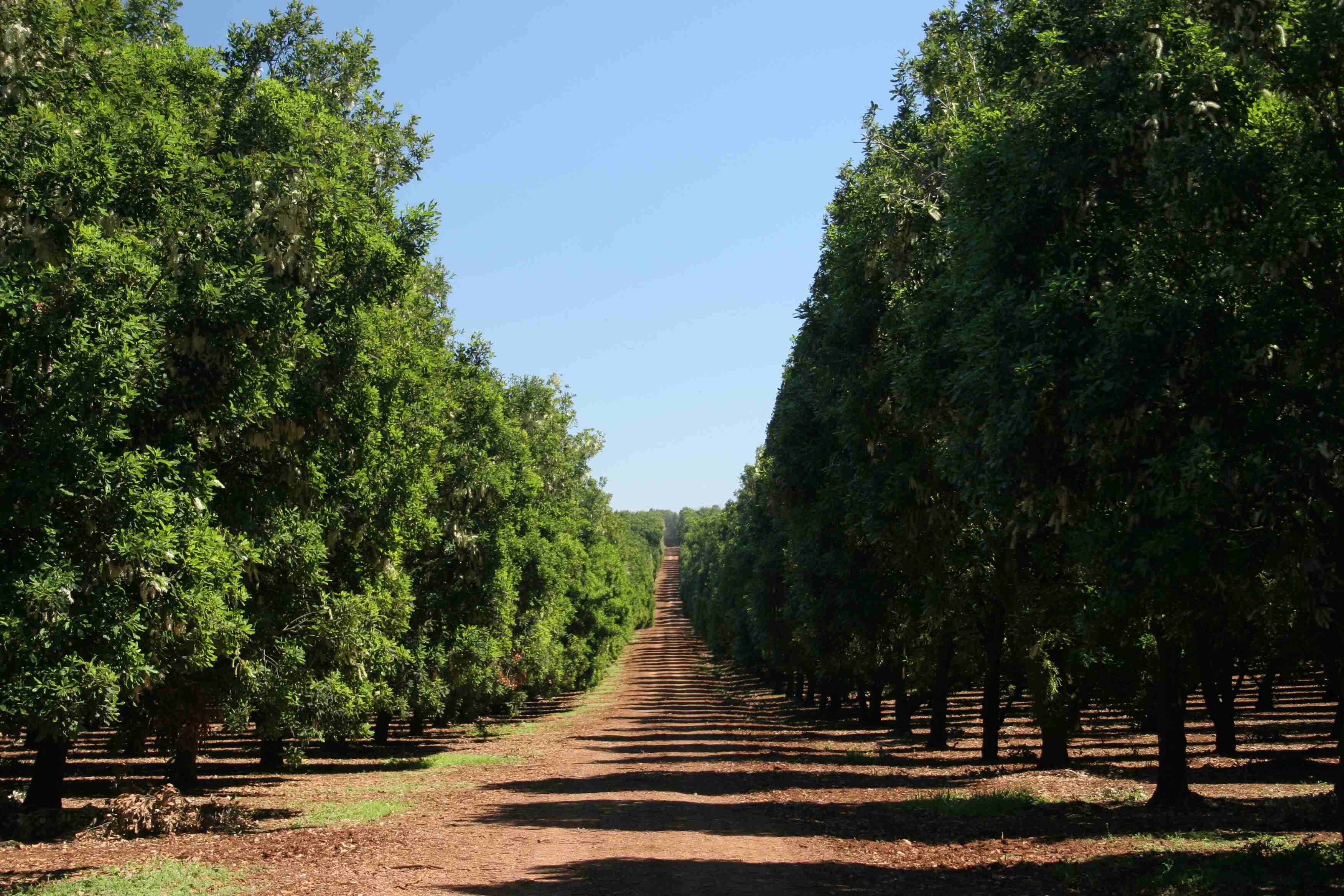 A macadamia orchard in Bundaberg.