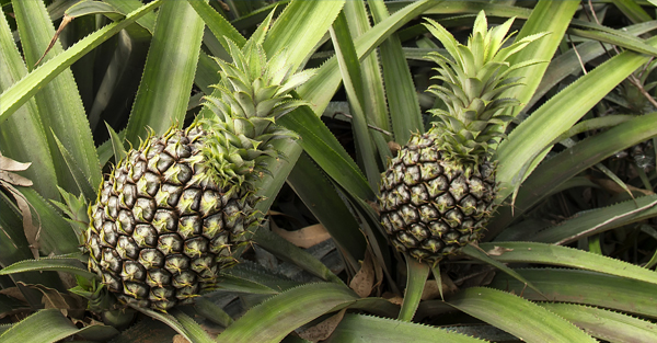 Two pineapples