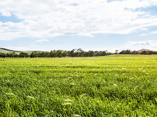 Sorghum crop on former mine site in central Queensland